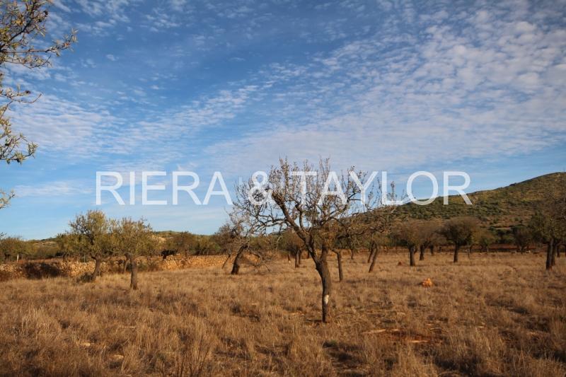 Foto cd669cdb-d44d-4ffb-998d-3fced28130c1. Finca rústica terreno edificable en Manacor centre Manacor