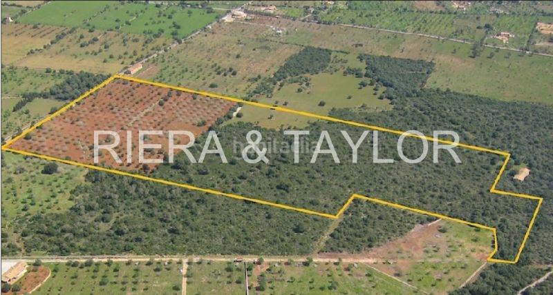 Foto 7c42b156-4893-491c-a3c1-b49f3f176a33. Mas dans Porto Cristo Manacor