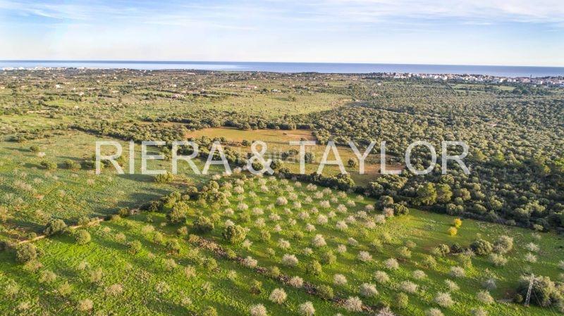 Foto e12c60b7-6729-4448-b3fe-085ea9f95e64. Mas dans Porto Cristo Manacor