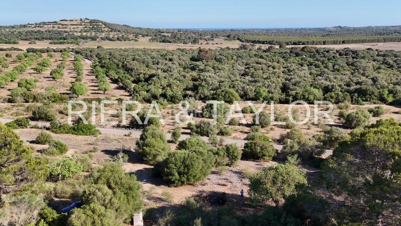Foto 536b5bf9-3637-49ff-9ee2-37327226d6bd. Rural plot in Sant Llorenç des Cardassar