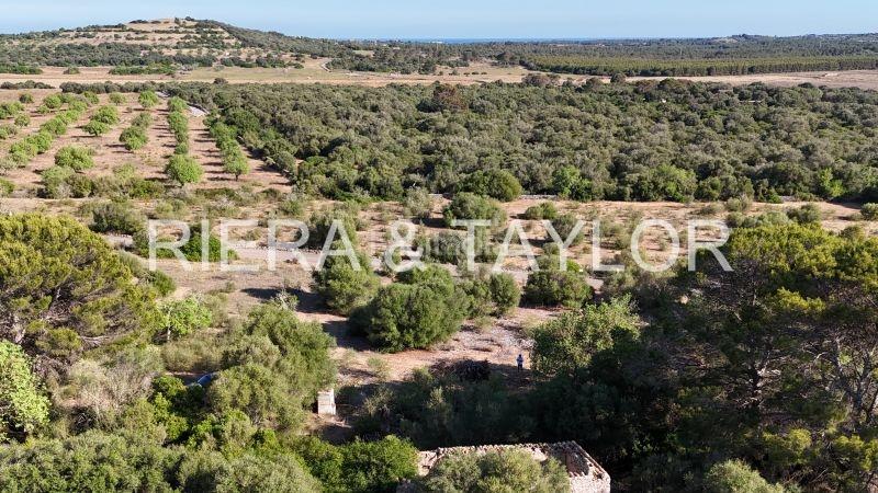 Foto a66d085b-de8a-497d-b6c7-1b29c1c70213. Rural plot in Sant Llorenç des Cardassar