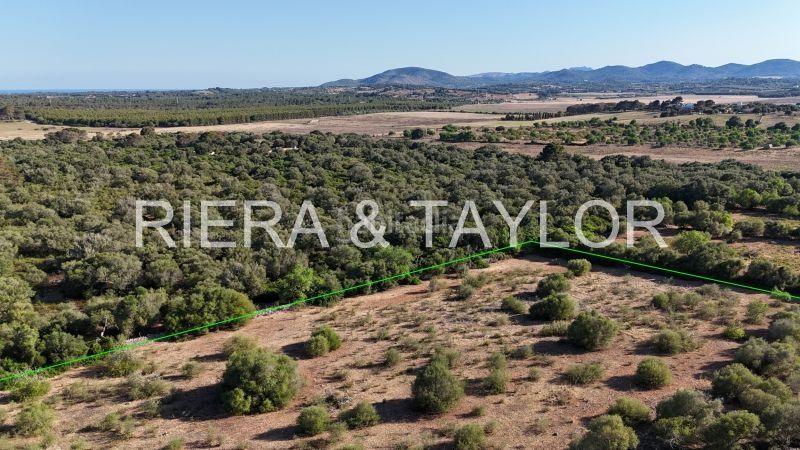 Foto 0ecf2915-5bf2-49cd-a847-e3c5da1a5ade. Finca rústica terreno edificable en son negre con proyecto aprobado en Sant Llorenç des Cardassar