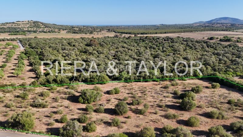 Foto 5db33dfd-22c9-40f7-aaa9-d2a2557e1845. Finca rústica terreno edificable en son negre con proyecto aprobado en Sant Llorenç des Cardassar