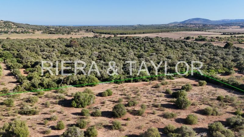 Foto 9bec5519-5bdd-4802-8b05-766112f64453. Finca rústica terreno edificable en son negre con proyecto aprobado en Sant Llorenç des Cardassar