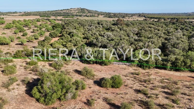 Foto c2f2ead7-08b2-4be5-8262-4d7c49ac2ffe. Finca rústica terreno edificable en son negre con proyecto aprobado en Sant Llorenç des Cardassar