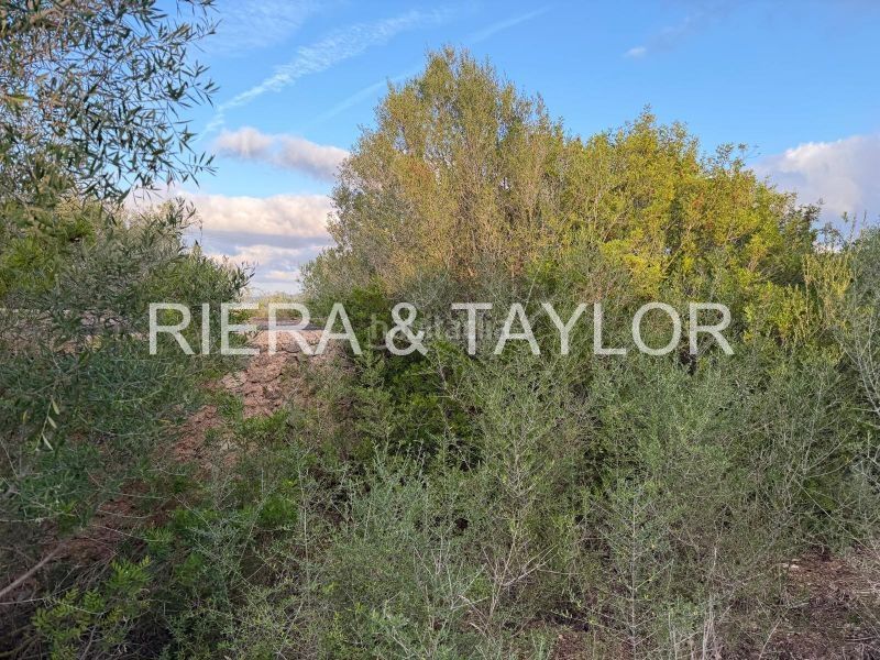 Foto 51852a9c-5c1a-400c-9560-f7897d972913. Finca rústica terreno edificable en son carrio en Sant Llorenç des Cardassar