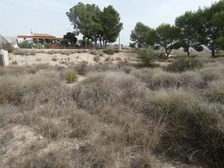 Residential Plot in El Pino. Terreno urbanizable en molina de segura zona el pino, 1250 m