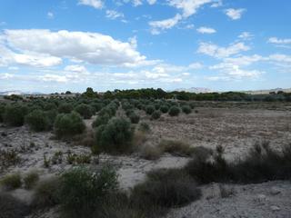 Finca rústica a Los Valientes. Terreno rustico en molina de segura zona los valientesel fenazar