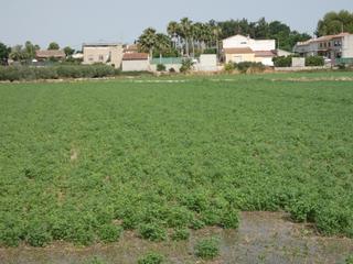 Finca rústica en Alguazas. Terreno no urbano en alguazas zona el paraje, 1513 m