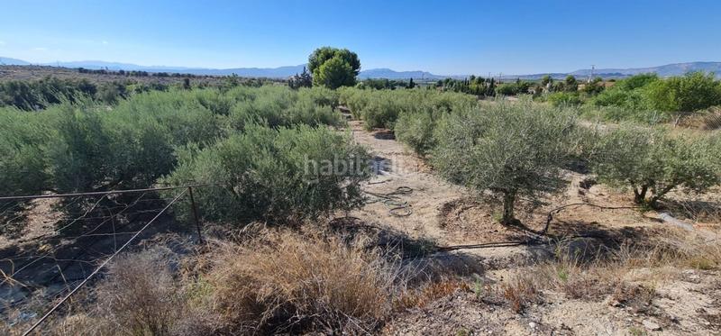 Foto e69fbbb5-feed-40ca-b7f5-8596799abef3. Fondo rustico in Centro Molina de Segura