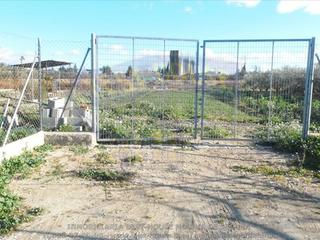 Finca rústica en Alguazas. Terreno agrario, vallado, con olivos y melocotoneros a 5 minutos