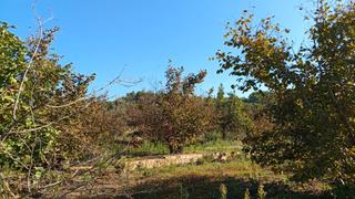 Fondo rustico in Riudecols. Finca rústica con amplia masia para reformar en término de riude