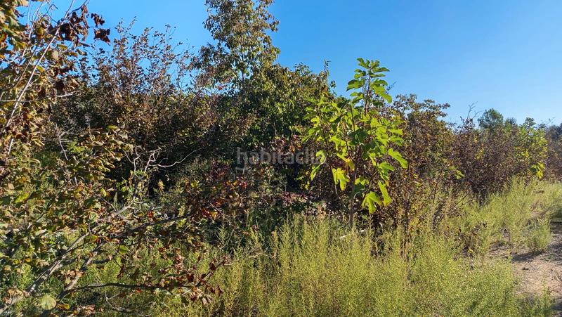 Foto 3bcc4031-ad70-4ece-8358-cbf8eed6e2ae. Fondo rustico in Riudecols