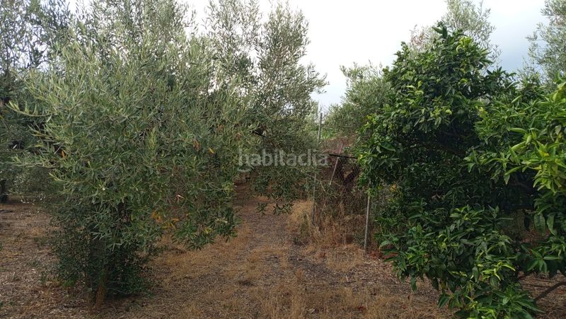 Foto c5185549-8c38-4762-8796-7f40cd077c9a. Finca rústica a partida poblas 14 a Platja de Mont-roig Mont-roig del Camp