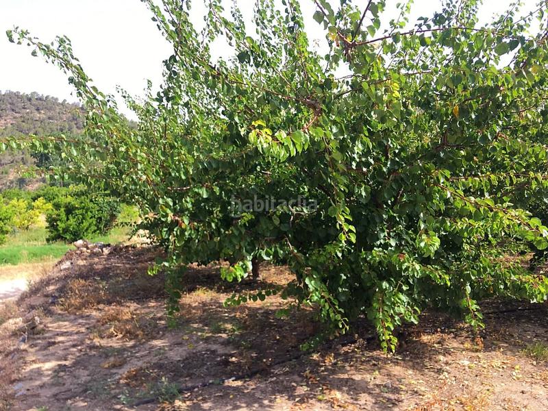 Foto e2f7ef9a-9775-4870-a239-40b6fc7afdd0. Bauernhof in Benifallet