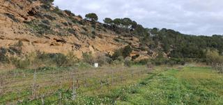 Landgut in Ginestar