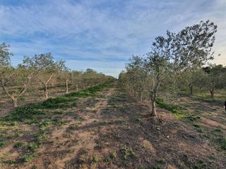 Residential Plot in Xerta