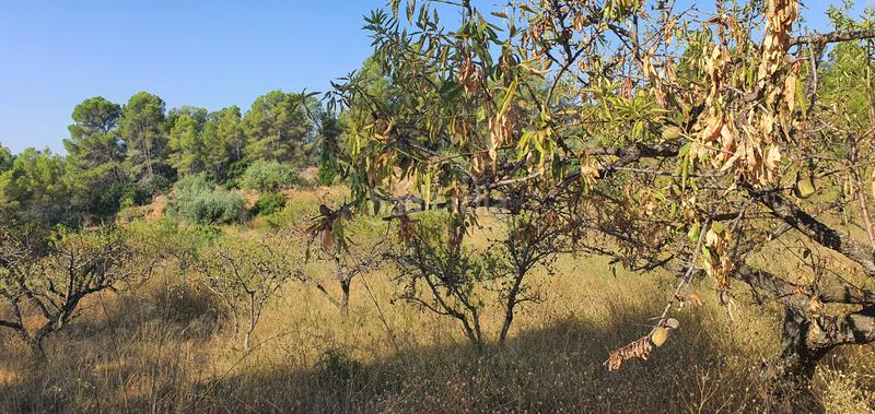 Foto 5b2c0a3c-894b-441b-86af-f912002a2d94. Haus in Benifallet