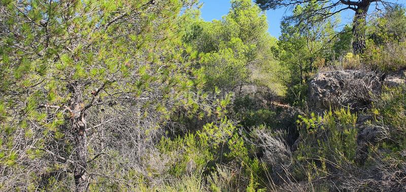 Foto 68aead13-9268-43bb-9e3e-89179d94eefd. Haus in Benifallet