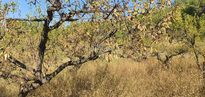 Foto 9c7feb34-dbb9-4021-8d8b-922e0304d5b4. Haus in Benifallet