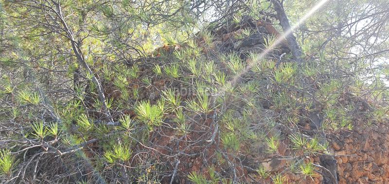 Foto f4ddbea7-b67c-4b54-b54a-3b0e3a3879e9. Haus in Benifallet