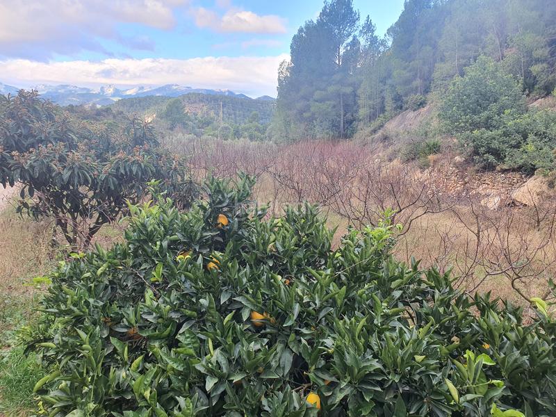 Foto 75251fec-dd94-42f0-a8b1-35bb3edf0549. Rural plot in Benifallet