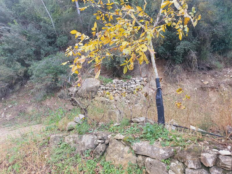 Foto 8ef04c82-2aaa-449b-908b-37f7dd68ec40. Rural plot in Benifallet