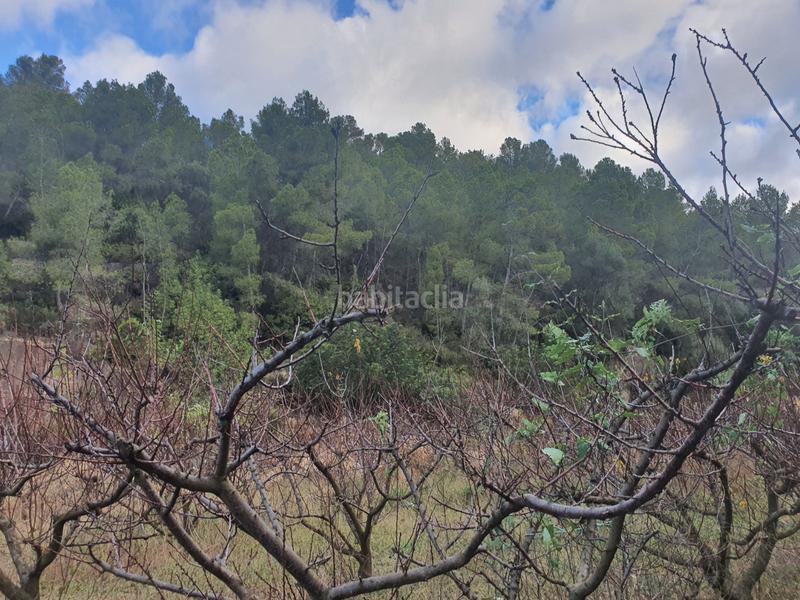 Foto b6d0551b-9cc0-4acb-a8d3-304eaf4b8048. Rural plot in Benifallet