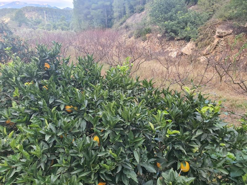 Foto c656e8bf-b247-43a1-be33-dfa22a6bab9a. Rural plot in Benifallet