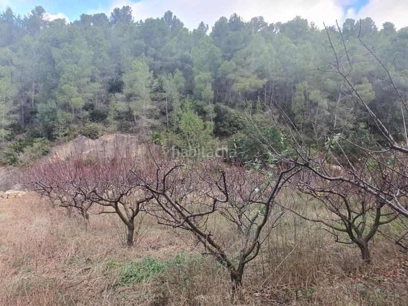 Foto e0d1da0e-fe2e-4950-8ab6-6f85a42be23d. Rural plot in Benifallet