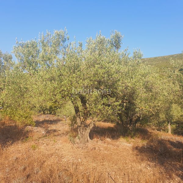 Foto e71b645b-e5ec-41ff-ab23-1ec11b9295d9. Finca rústica a Rasquera