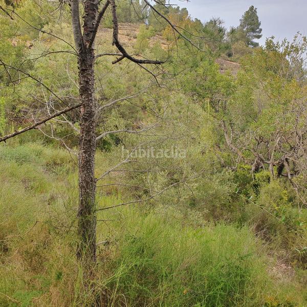 Foto 50c187b7-dc6b-4fb7-bff4-dcdeeeefc1c6. Fondo rustico in Benifallet