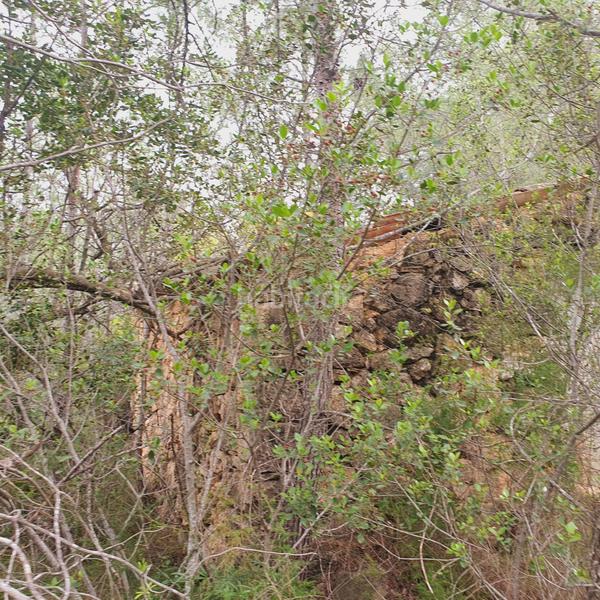 Foto 73e2900a-7927-4332-86b0-a699a74247b9. Fondo rustico in Benifallet