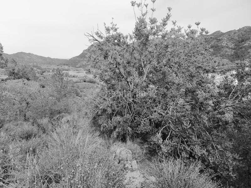 Foto 9c7f9105-0bf6-454f-8417-c6ec0afb1d20. Fondo rustico in Benifallet