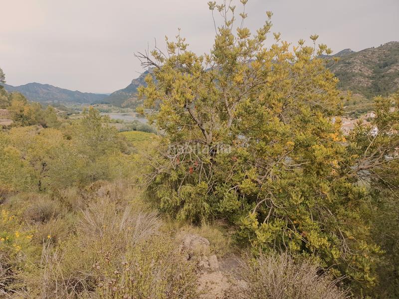 Foto d56e9033-2e14-4741-98f1-7003eaa2ce1c. Fondo rustico in Benifallet