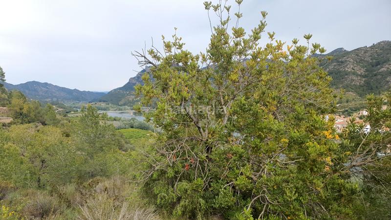 Foto 90fa5567-d97b-4b58-9d11-4f0a14626f1b. Rural plot in Benifallet