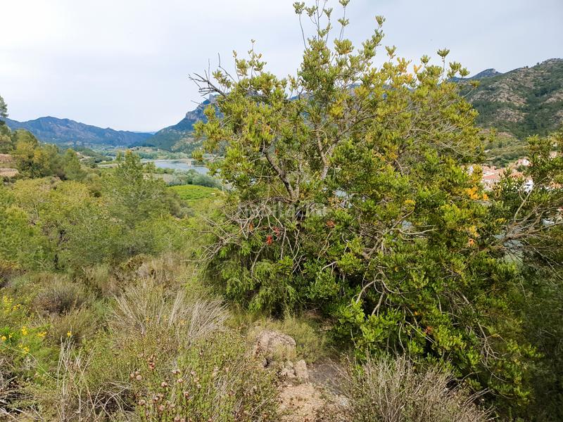 Foto 99d188ae-83f2-454e-b7a6-929dd594f828. Rural plot in Benifallet