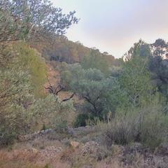 Finca rústica a Pinell de Brai (El). Suelo agrícola en venta en el pinell de brai