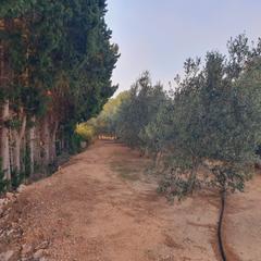 Rural plot in Xerta. Granja en venta en xerta