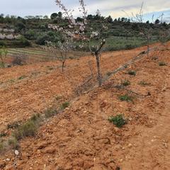 Finca rústica a Pinell de Brai (El). Suelo agrícola en el pinell de brai