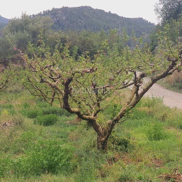 Foto b627b660-b57b-441c-a01d-094a35469061. Rural plot in Benifallet