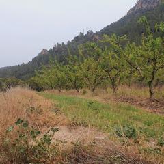 Rural plot in Benifallet. Finca en venta en benifallet