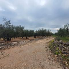 Rural plot in Xerta. Finca en venta en xerta