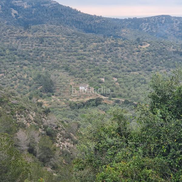 Foto 4043b399-a9ef-4069-8390-4e0fcb9ecace. Fondo rustico in Centre Tortosa