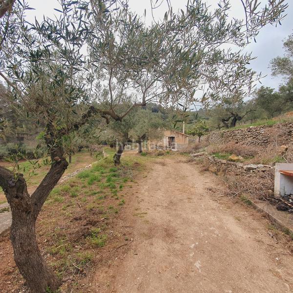 Foto 715ecad3-581d-4b1c-8276-8c560f1ecc2c. Fondo rustico in Centre Tortosa