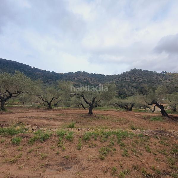 Foto 8c39a05b-fc2e-4f30-bcf2-d8cccc55eed7. Fondo rustico in Centre Tortosa