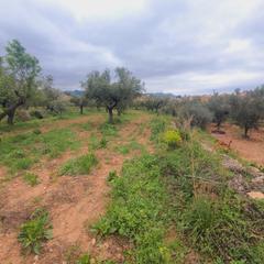 Rural plot in Pinell de Brai (El). Suelo agrícola en venta en el pinell de brai
