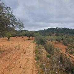 Finca rústica a Pinell de Brai (El). Suelo agrícola en venta en el pinell de brai