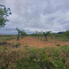 Finca rústica a Pinell de Brai (El). Suelo agrícola en venta en el pinell de brai