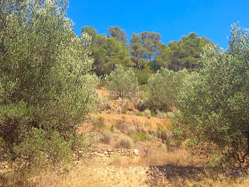 Foto f1d9567c-cbb8-4d74-bd99-b95f0f96b3ba. Finca rústica a Benifallet